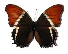 Image of <i>Siproeta epaphus</i>