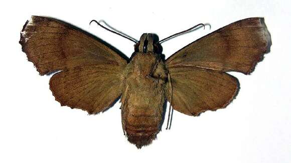 Image of Pachygonidia ribbei (Druce 1881)