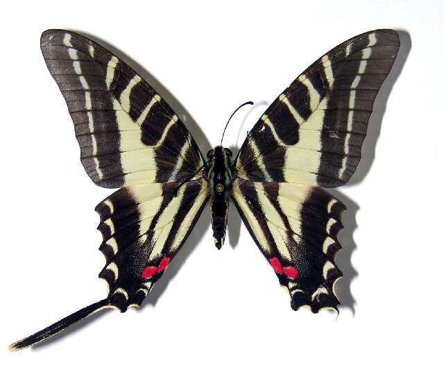 Image of Protographium philolaus (Boisduval 1836)