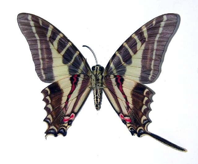 Image of Protographium philolaus (Boisduval 1836)