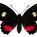 <i>Parides zestos</i> resmi