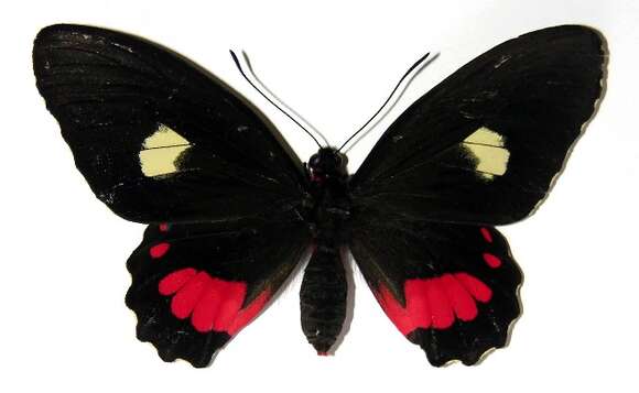 صورة <i>Parides zestos</i>