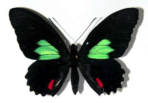 Image of <i>Parides zestos</i>