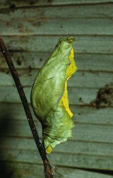 Image of <i>Parides zestos</i>