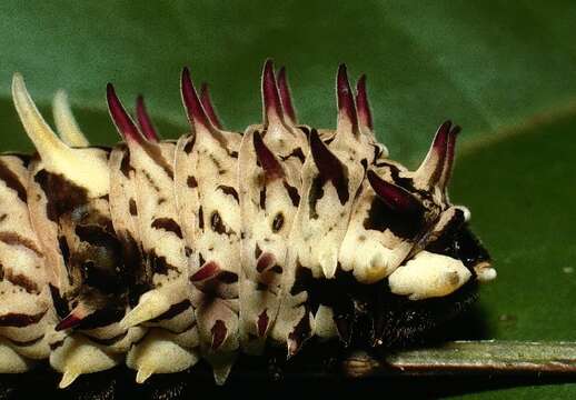 Image of <i>Parides zestos</i>