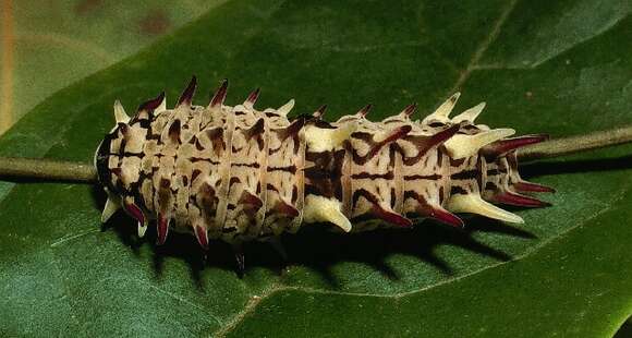 Image of <i>Parides zestos</i>