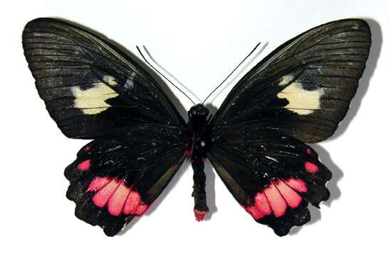 Image of <i>Parides zestos</i>