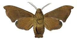 Image of Pachygonidia subhamata (Walker 1856)