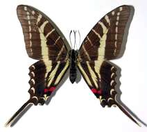 Image of Protographium philolaus (Boisduval 1836)