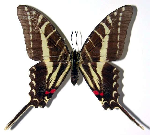 Image of Protographium philolaus (Boisduval 1836)