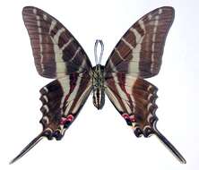 Image of Protographium philolaus (Boisduval 1836)