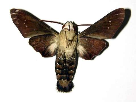 Image of Clavipes Sphinx