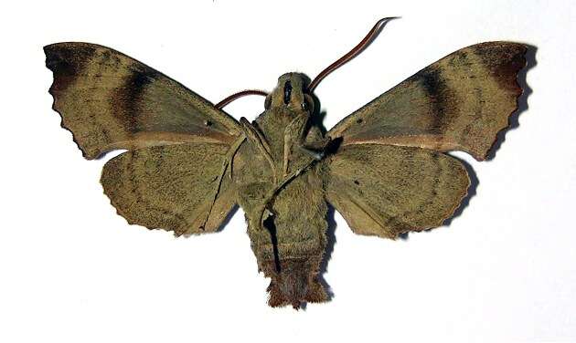 Image of Pachygonidia ribbei (Druce 1881)