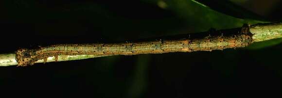 صورة Nephodia