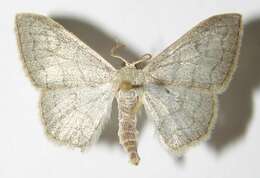 Image of Idaea