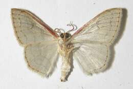 Image of Idaea