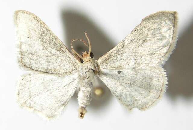 Image of Idaea