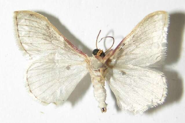 Image of Idaea