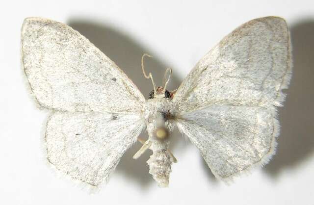 Image of Idaea