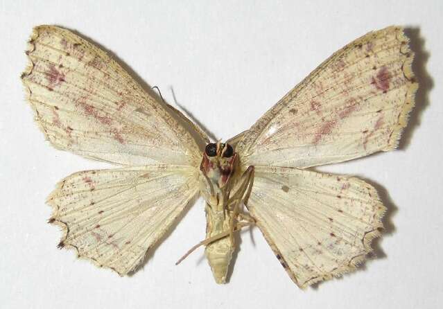 Image of Cyclophora