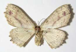 Image of Cyclophora