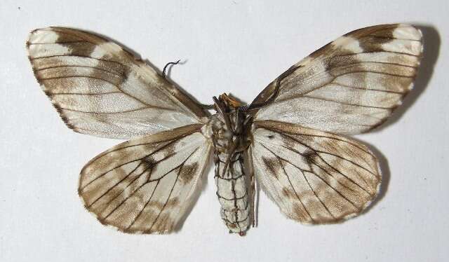 صورة Nephodia organa Druce 1893