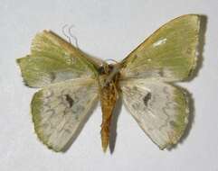 Image of Tachychlora amilletes Prout 1932