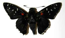 Image of Melanopyge