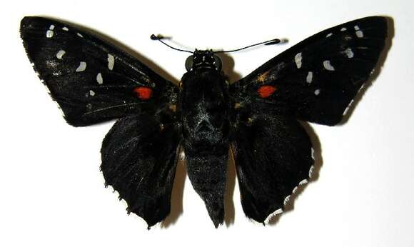Image of Melanopyge