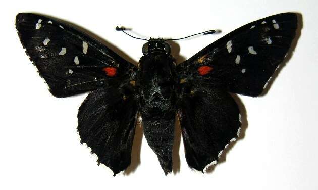 Image of Melanopyge