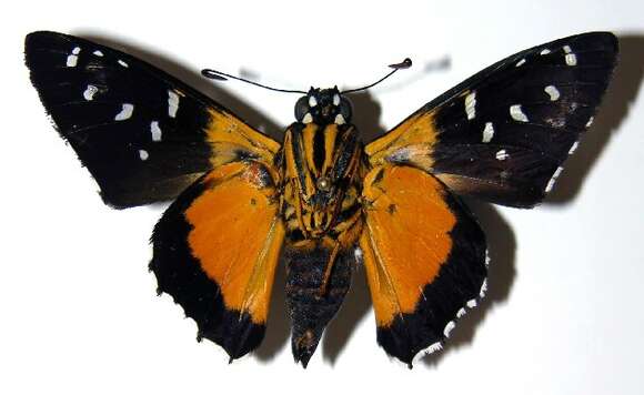 Image of Melanopyge