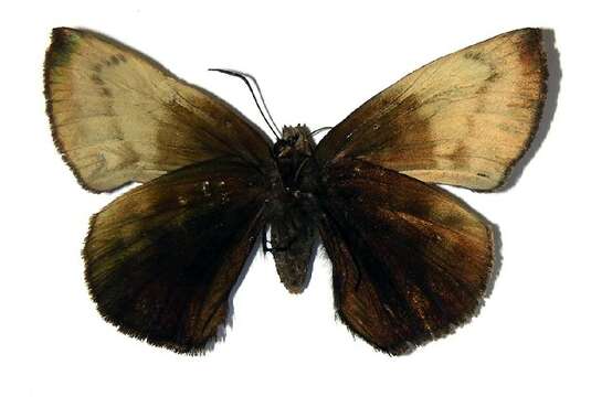 Image of Achlyodes pallida Felder 1869