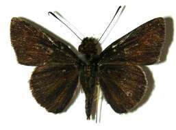 Image of Remella