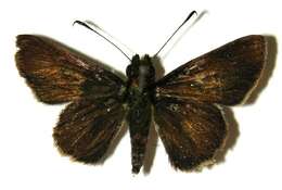 Image of Remella