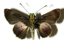 Image of Remella