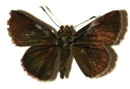 Image of Cryptic Remella