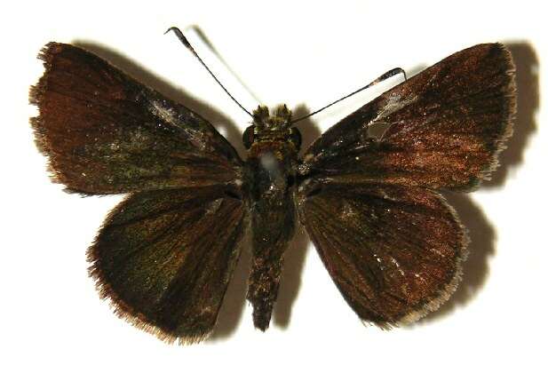 Image of Cryptic Remella