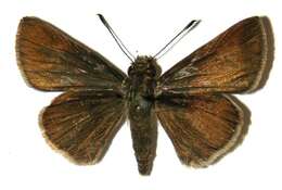 Image of Cryptic Remella