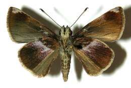 Image of Cryptic Remella