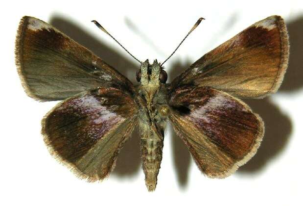 Image of Cryptic Remella