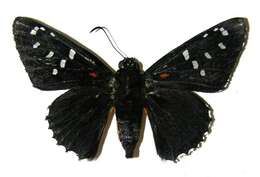 Image of Melanopyge