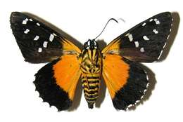 Image of Melanopyge