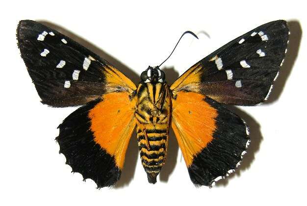 Image of Melanopyge