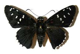 Image of Melanopyge
