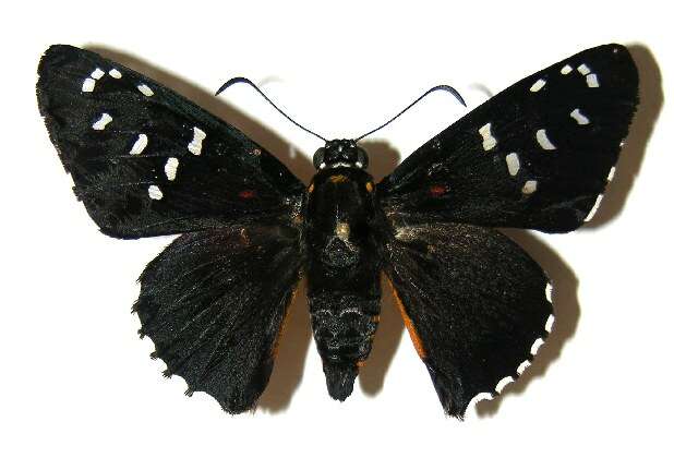 Image of Melanopyge