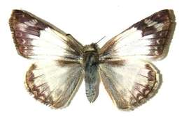 Image of Laviana White-Skipper