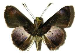 Image of Remella