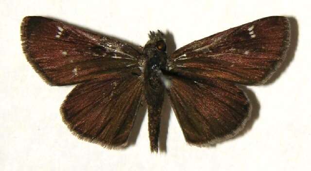 Слика од Cymaenes odilia trebius Mabille 1891