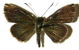 Image de Parphorus storax Mabille 1891