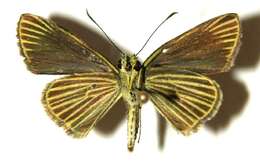 Image de Parphorus storax Mabille 1891